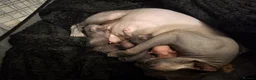 Sphynx cats for sale: Sphynx girls and boy elf 🐾🐾 - Advert 1