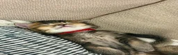 British Shorthair cats for sale: 🐾 Beautiful British Shorthair × British Long Hair in London - Advert 8