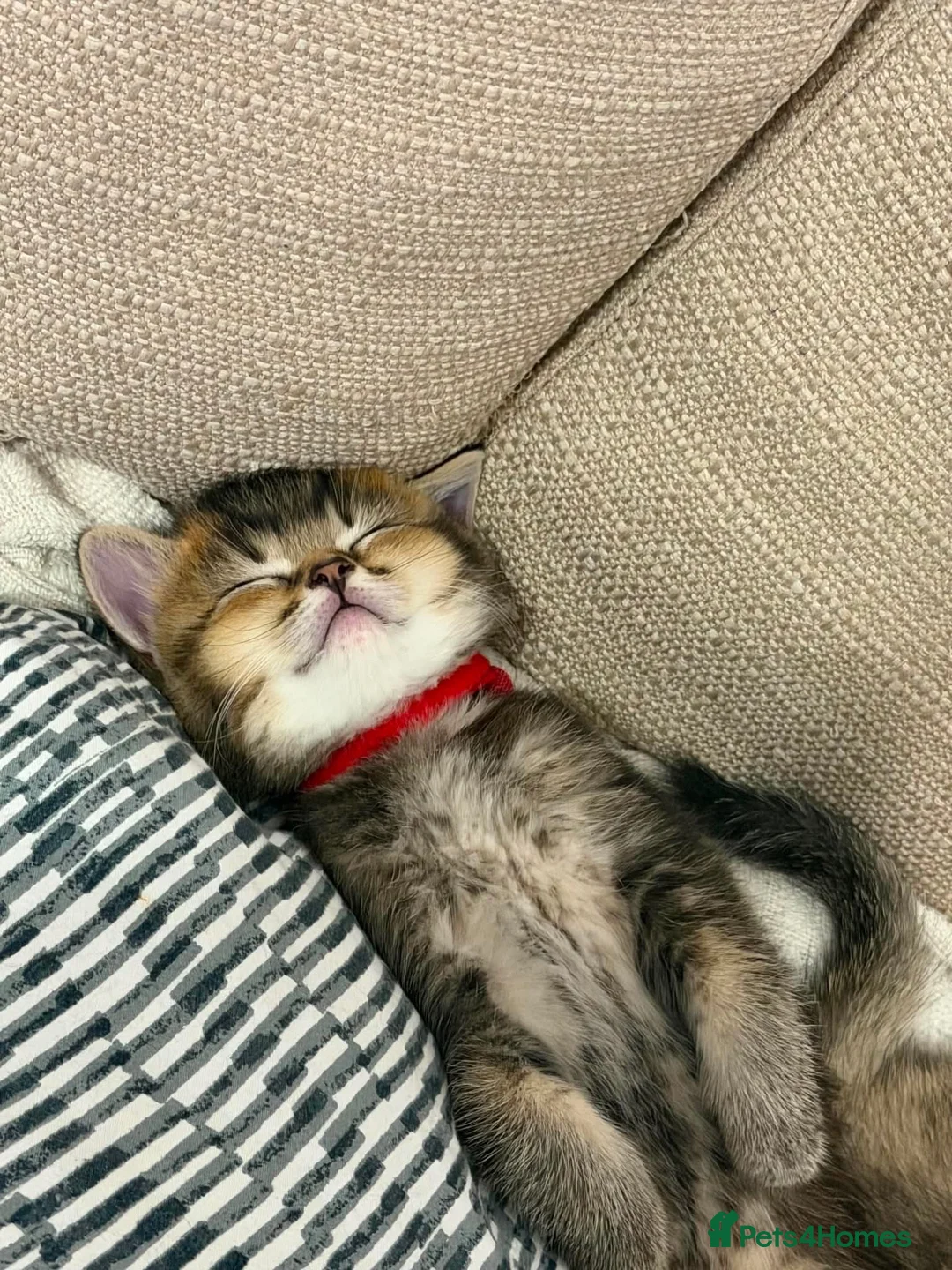 British Shorthair cats for sale: 🐾 Beautiful British Shorthair × British Long Hair in London - Advert 8