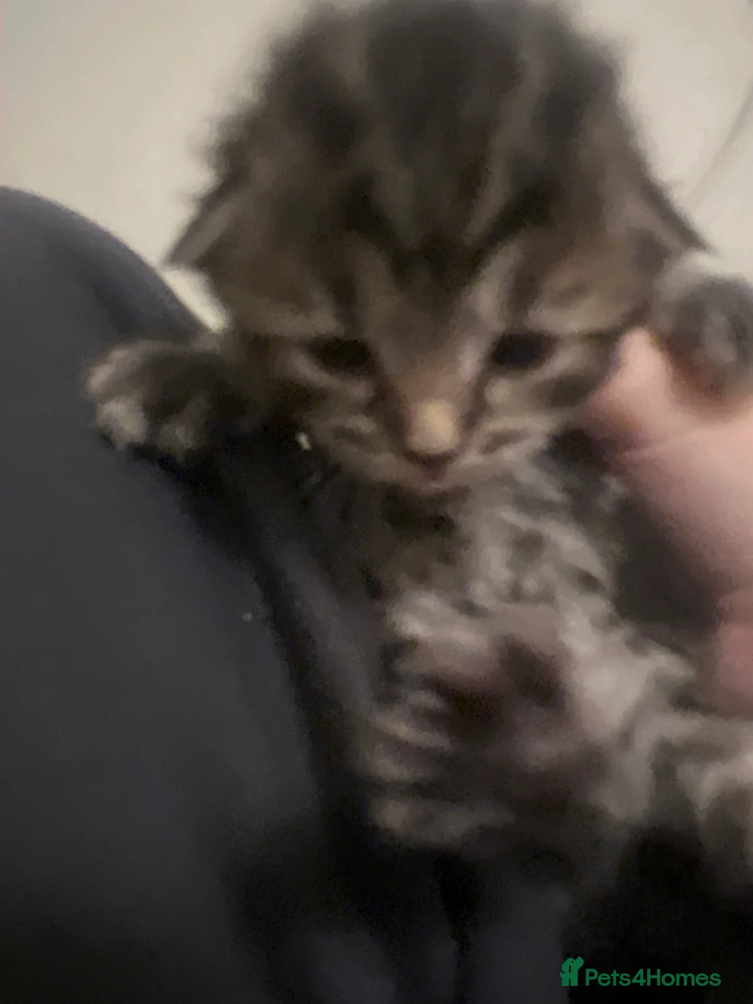 Mixed Breed cats for sale: Mixed Bengal Kittens  - Advert 2