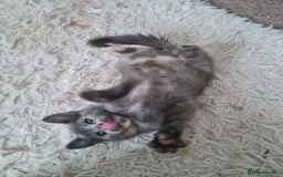 Mixed Breed cats for sale: Beautiful fluffy kittens - Image 9