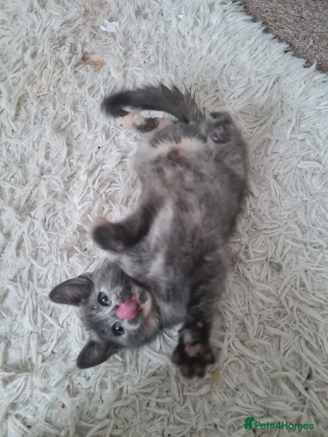 Mixed Breed cats for sale: Beautiful fluffy kittens - Image 9