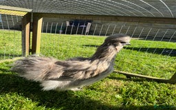 Chickens poultry for sale: Young silkies - 2 cockerels and one hen - Image 6