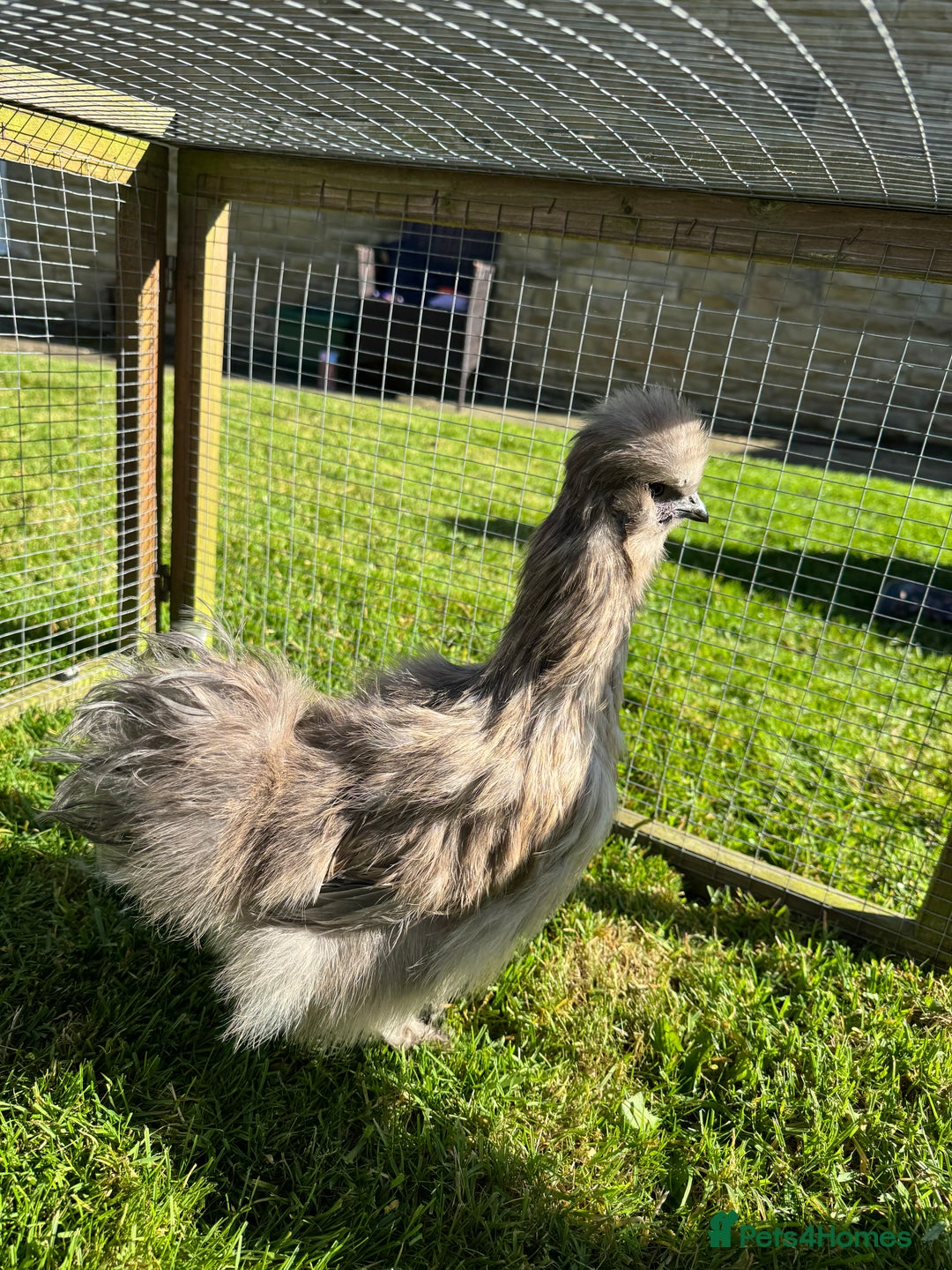 Chickens poultry for sale: Young silkies - 2 cockerels and one hen - Image 6