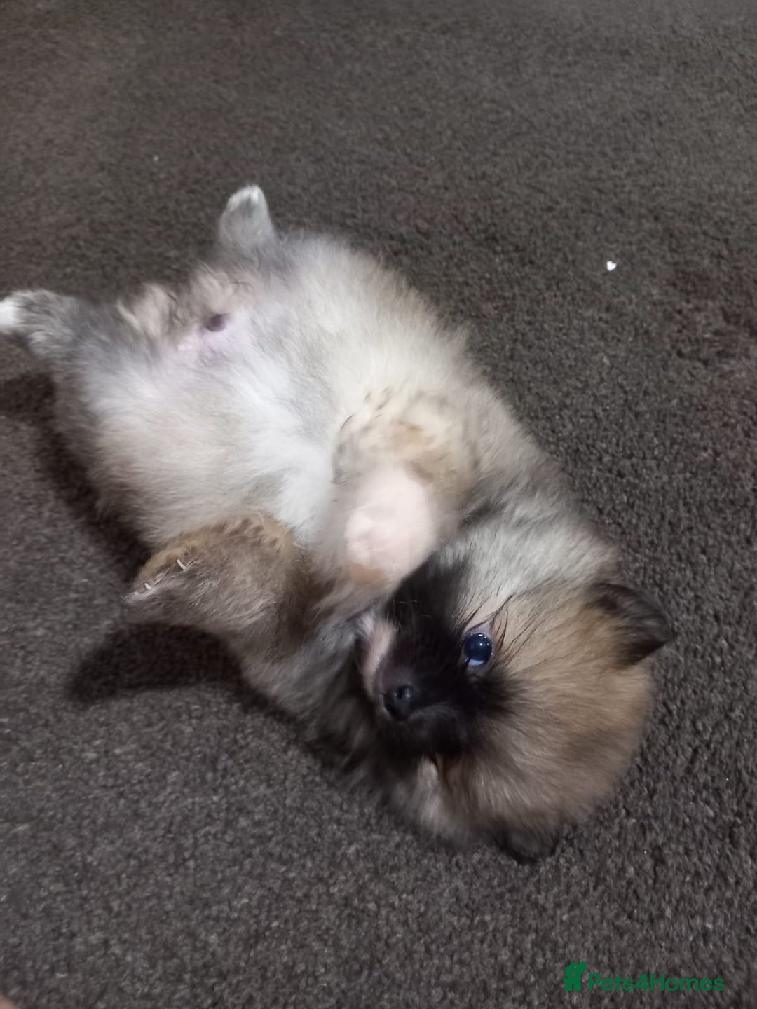 Pomeranian dogs for sale: Pomeranian puppy  - Advert 12