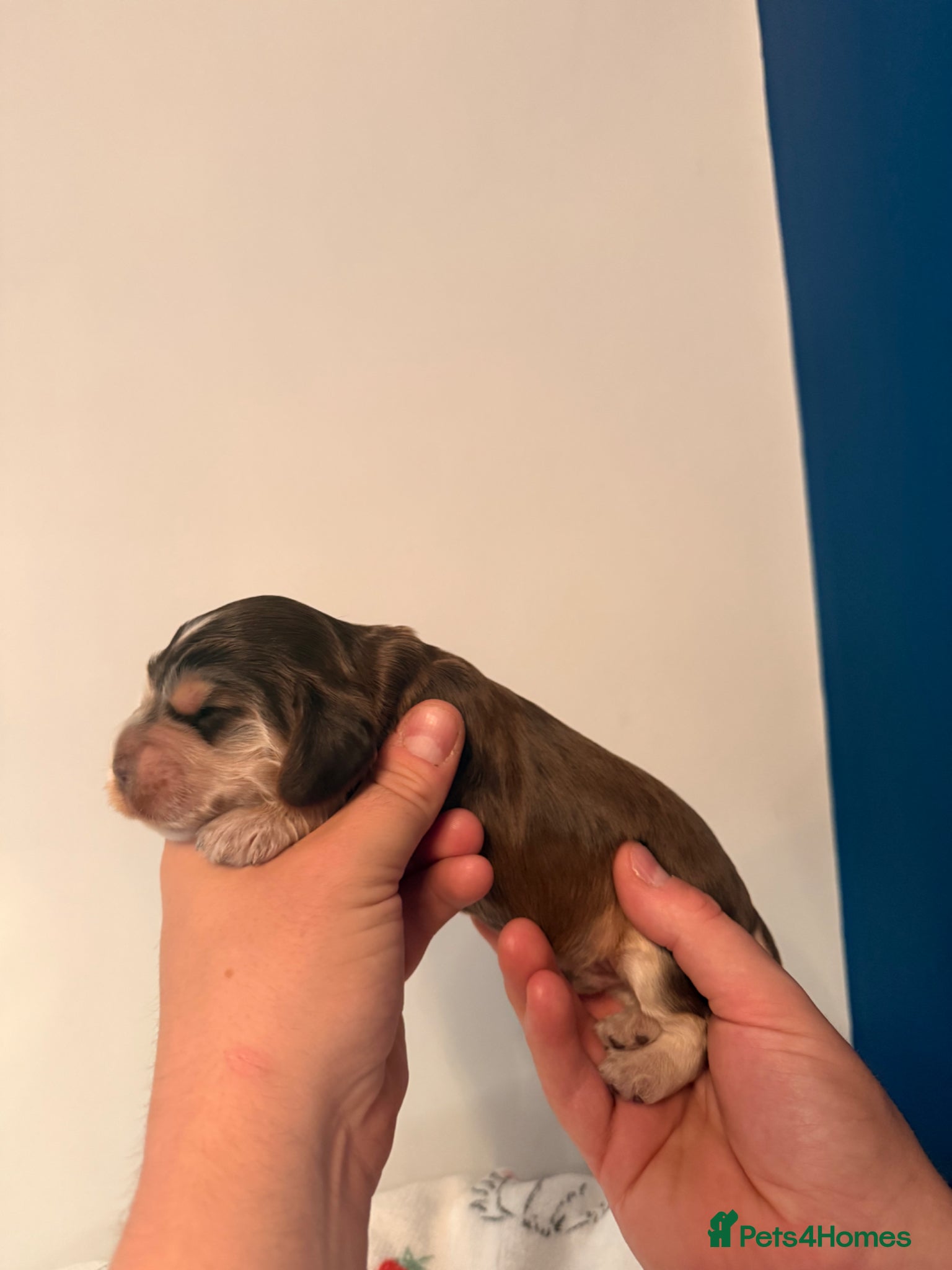 Cocker Spaniel dogs Outstanding KC registered Cocker Spaniel Puppies  - Advert 1