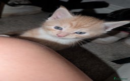 Maine Coon cats for sale: Main coon cross with British short hair - Image 14