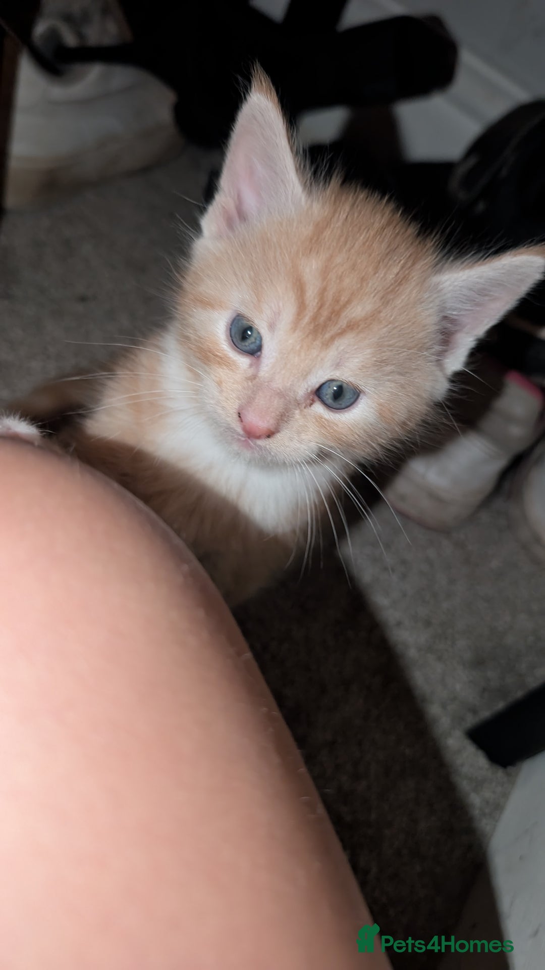 Maine Coon cats for sale: Main coon cross with British short hair - Image 14