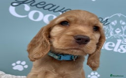 Cocker Spaniel dogs for sale: Golden Male Show Cocker Spaniel - Image 2