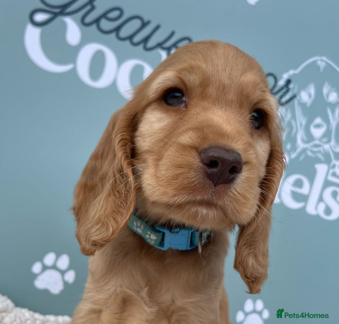Cocker Spaniel dogs for sale: Golden Male Show Cocker Spaniel - Image 2