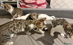 Bengal cats for sale: Bengal mixed  - Image 1