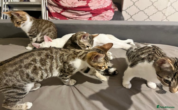 Bengal cats - Advert 2