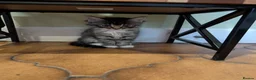 Maine Coon cats for sale: Ragdoll and Mane Clone mix parent  in Perth - Advert 19