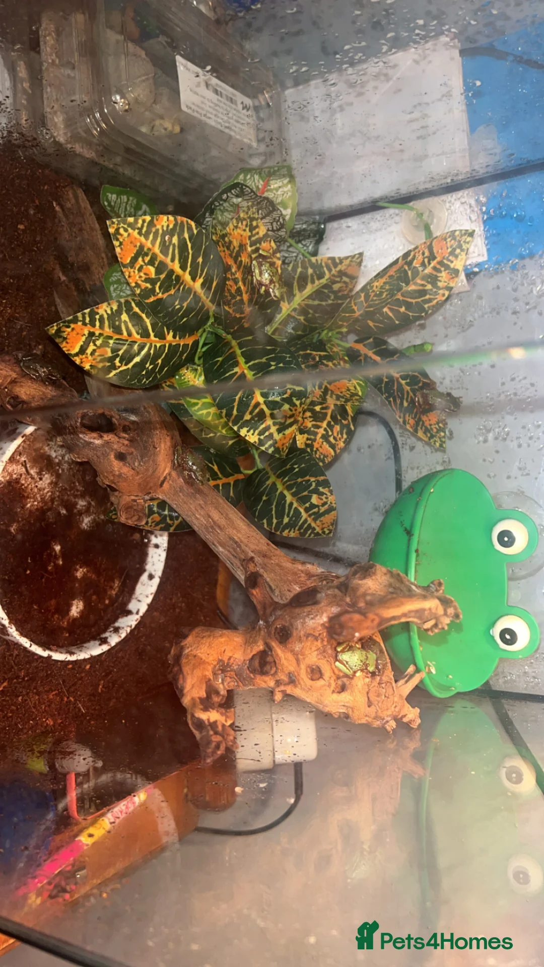 Frog reptiles for sale: Green tree frogs  - Advert 15