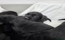 Labrador Retriever dogs for sale: 🐾 Adorable Black Labrador Puppies Ready Soon 🖤🐾 - Image 13