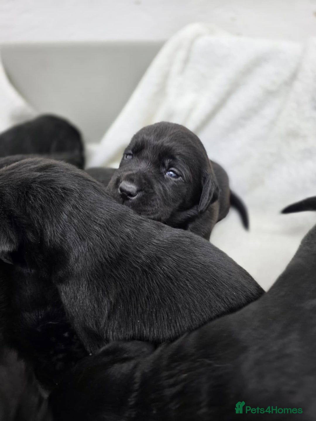 Labrador Retriever dogs for sale: 🐾 Adorable Black Labrador Puppies Ready Soon 🖤🐾 - Image 13