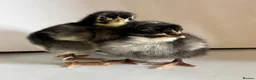Chickens poultry for sale: Various breeds day old chicks  - Advert 1