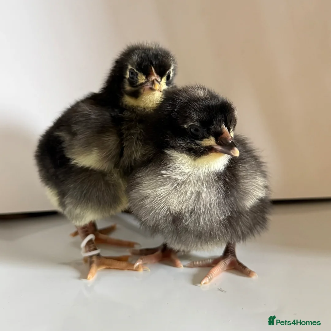 Chickens poultry for sale: Various breeds day old chicks  - Advert 1