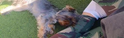 Yorkshire Terrier dogs for sale: Yorkshire terrier miniature girl in Pontefract - Advert 5