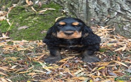 Cocker Spaniel dogs for sale: TRUE SHOW TYPE HEALTH TESTED SHOW TYPE  - Image 10