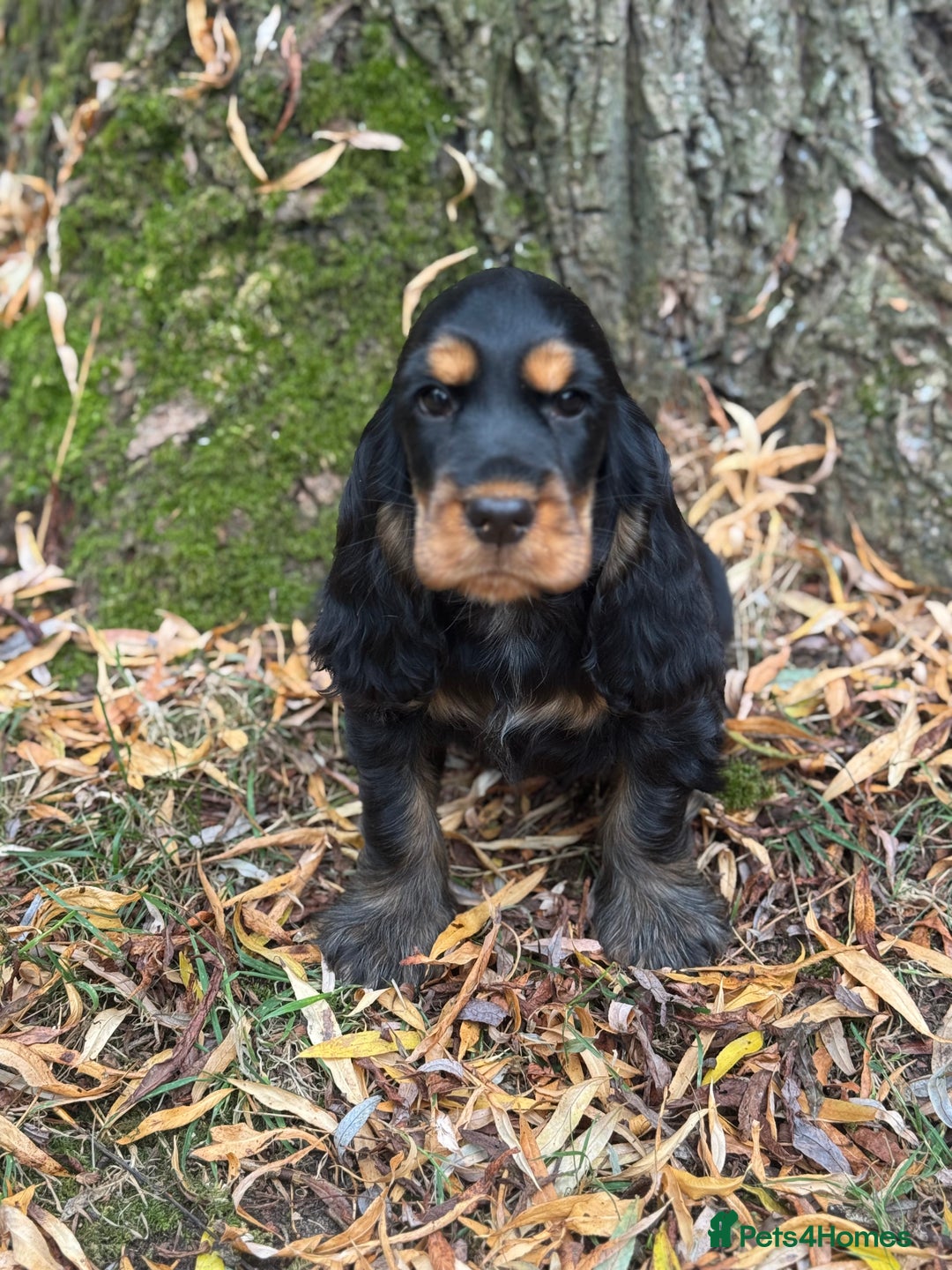 Cocker Spaniel dogs for sale: TRUE SHOW TYPE HEALTH TESTED SHOW TYPE  - Image 10