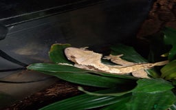 Gecko reptiles for sale: Crested gecko male - Image 5