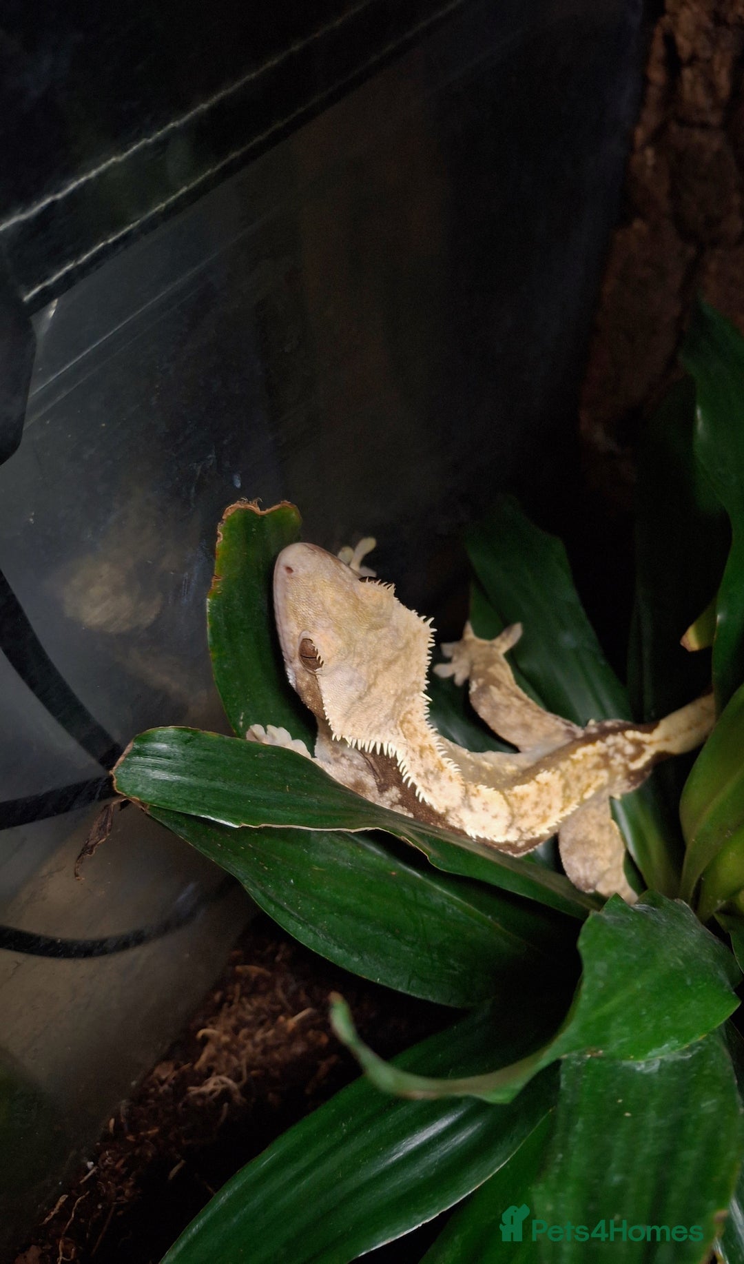 Gecko reptiles for sale: Crested gecko male - Image 5