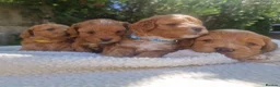 Poochon dogs for sale: Health tested beautiful poochons  - Advert 6