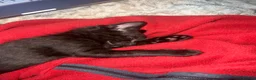 Mixed Breed cats for sale: Rescued kittens - Advert 3
