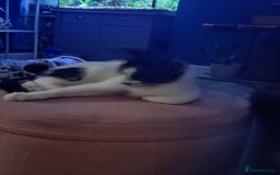 Mixed Breed cats for sale: 3 Beautiful kittens for sale  - Image 7
