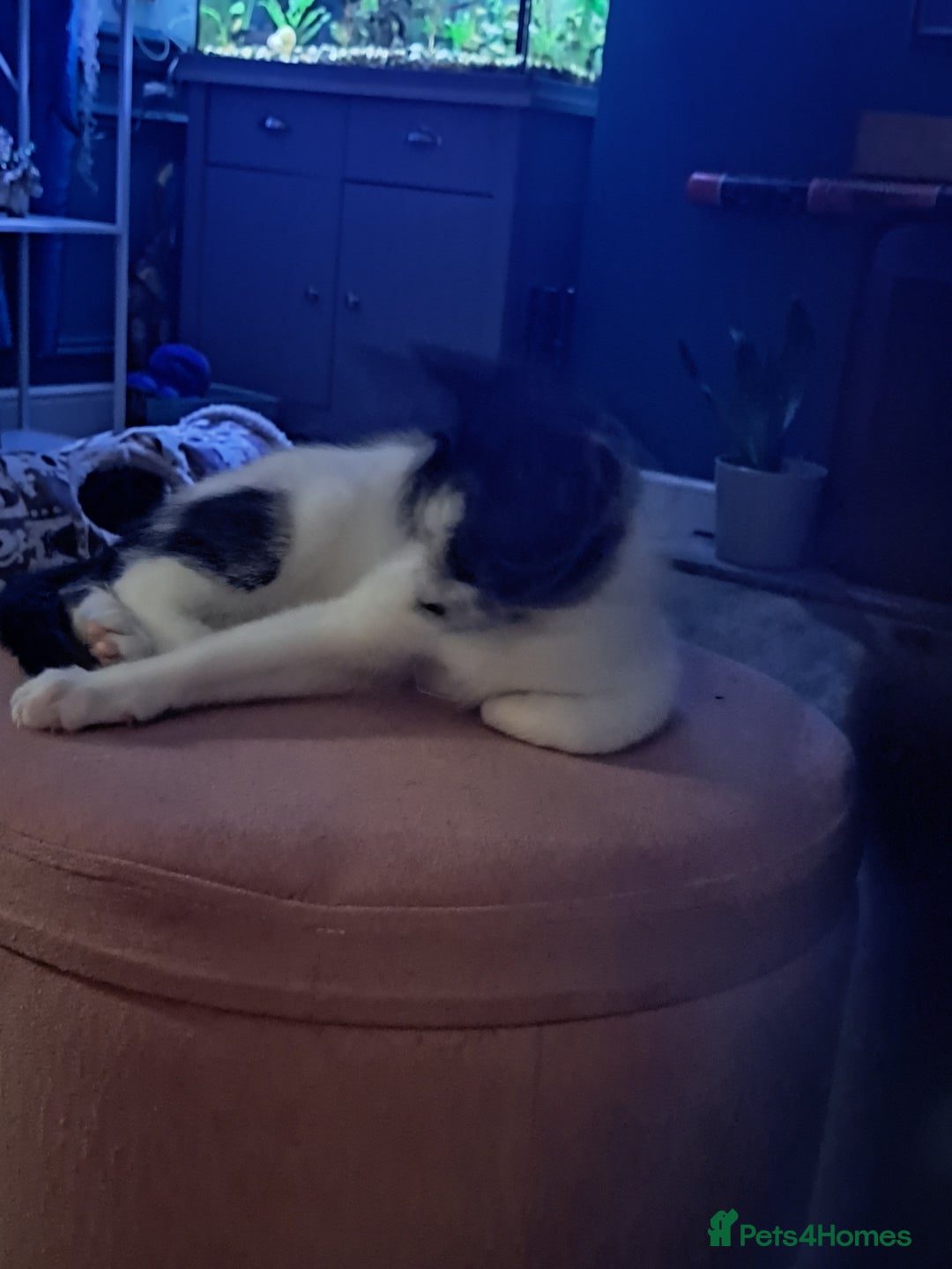 Mixed Breed cats for sale: 3 Beautiful kittens for sale  - Image 7