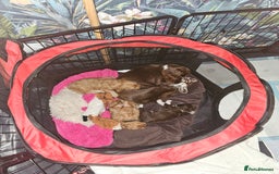 Mixed Breed dogs for sale: Cockerpoo puppys mini - Image 6