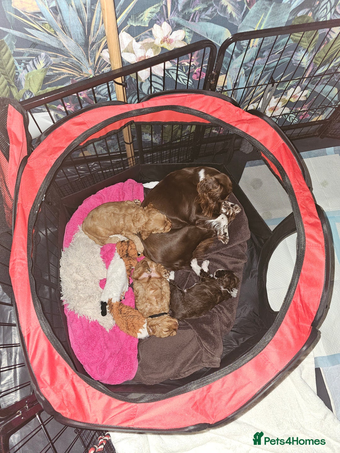 Mixed Breed dogs for sale: Cockerpoo puppys mini - Image 6