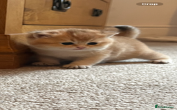 British Shorthair cats for sale: Gccf NY12 kittens world champion lines - Advert 1