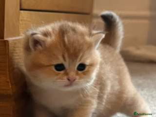 British Shorthair cats Gccf NY12 kittens world champion lines - Advert 3