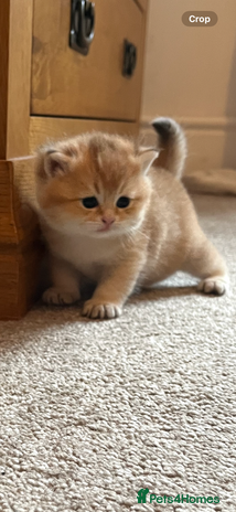 British Shorthair cats Gccf NY12 kittens world champion lines - Advert 6