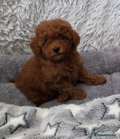 Toy Poodle dogs Stunning small kc registered red toy poodles - Advert 5