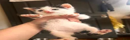 Mixed Breed cats for sale: 14 beautiful kittens for sale  - Advert 7
