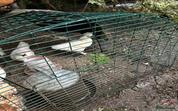 Chickens poultry for sale: Beautiful boys need forever homes - Image 6