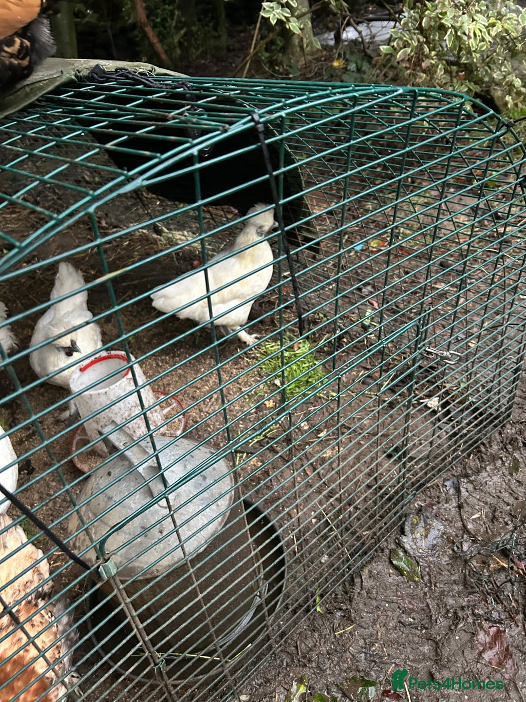 Chickens poultry for sale: Beautiful boys need forever homes - Image 6