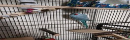 Ringnecks birds for sale: Blue Female Indian Ringneck with cage & much more. - Advert 5