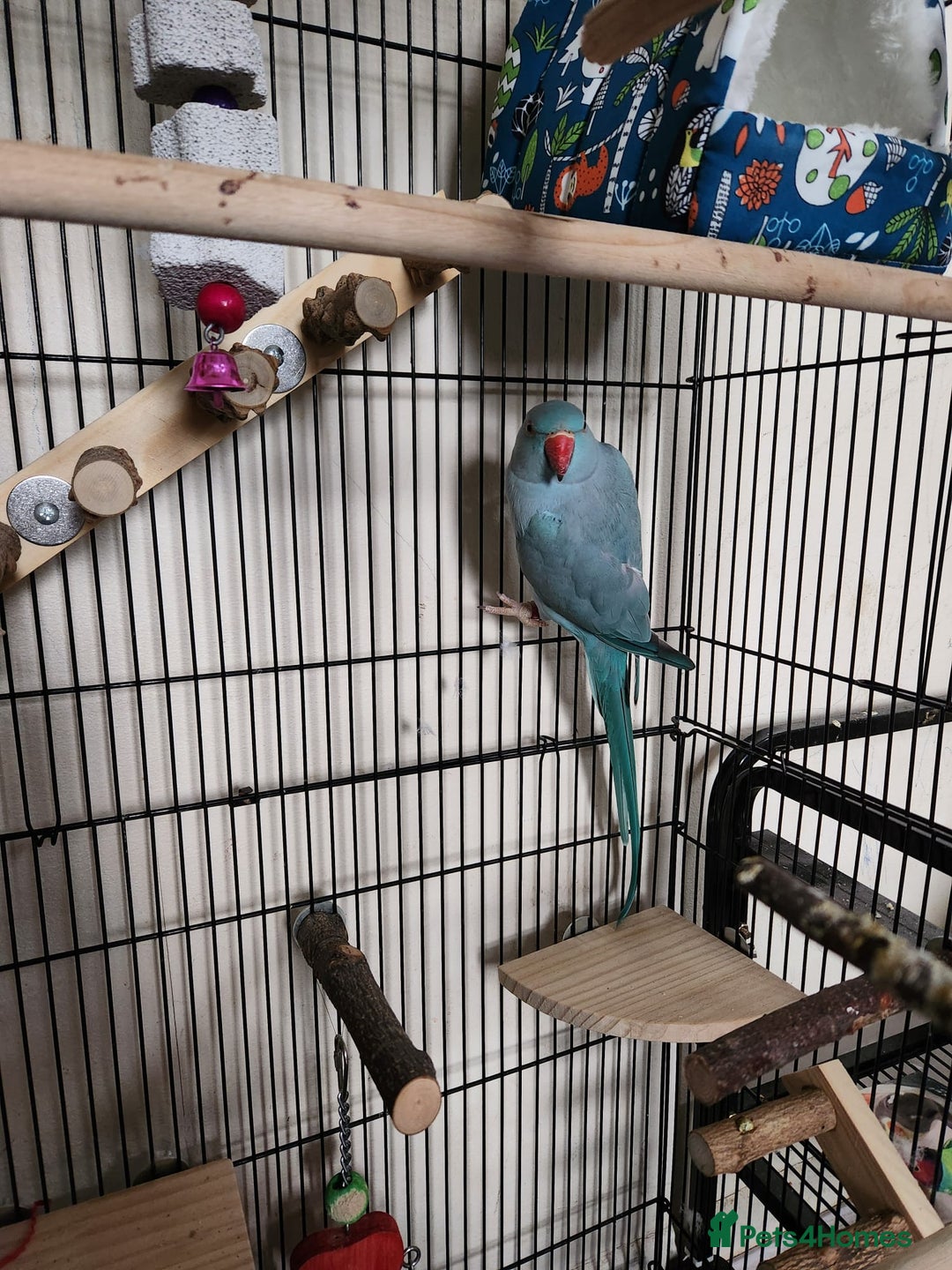 Ringnecks birds for sale: Blue Female Indian Ringneck with cage & much more. - Advert 5
