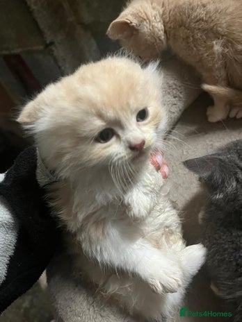 Scottish Fold cats - Advert 3