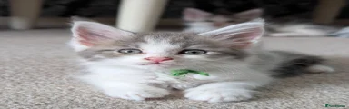Maine Coon 6 (green collar) 