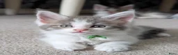 Maine Coon cats for sale: Pure Blood Maine Coons  - Advert 7