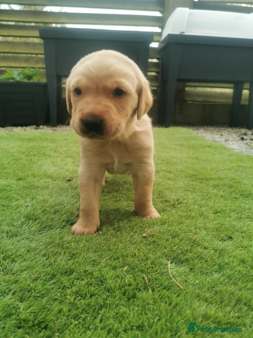 Labrador Retriever dogs for sale: Red lab dog pups from working stock  in Alston - Advert 2