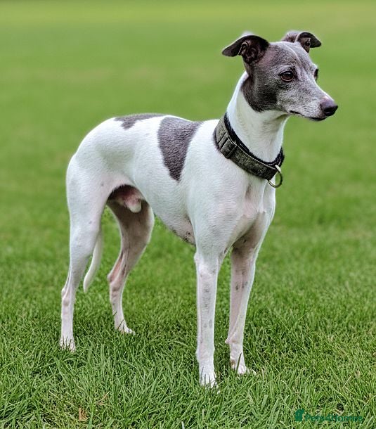 Italian Greyhound dogs American Import at Stud - Advert 6