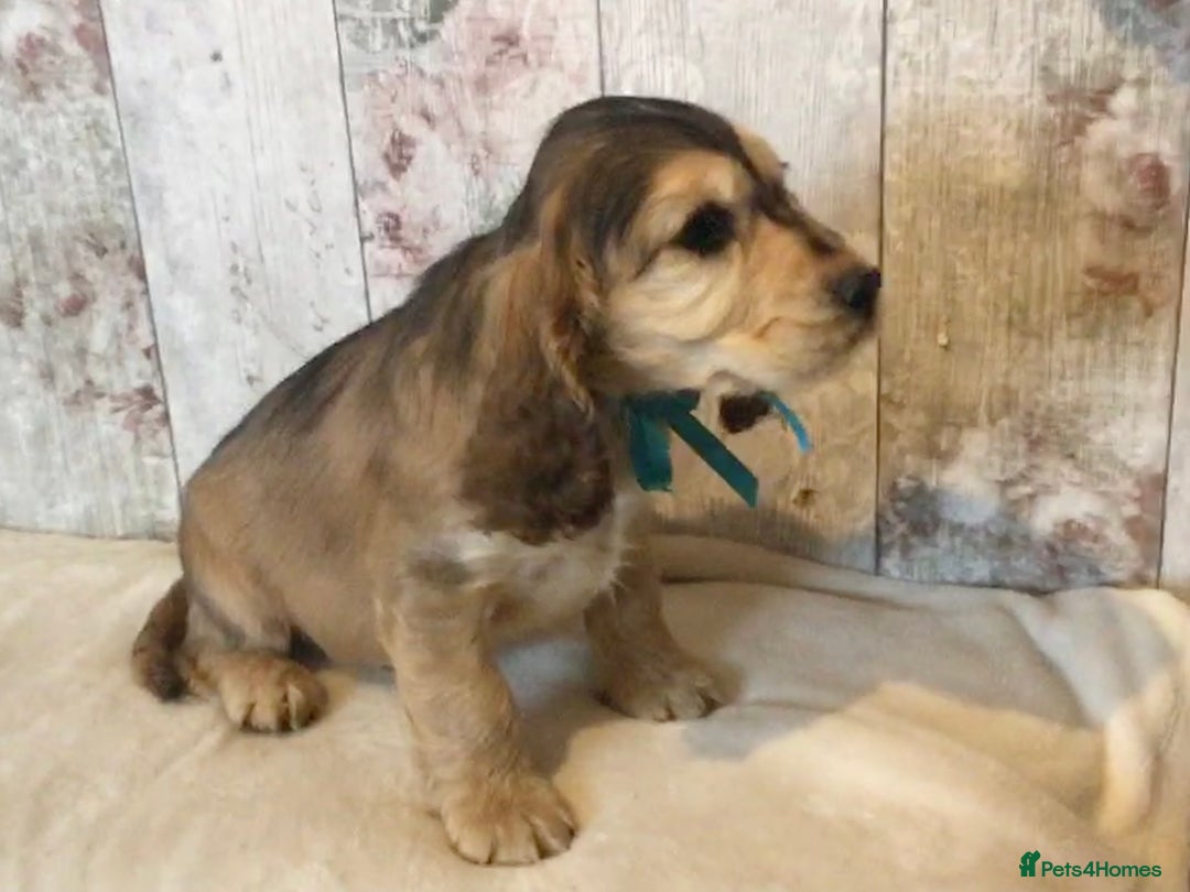 Mixed Breed dogs for sale: Adorable/ Social/Confident Cockalier pups - Advert 11