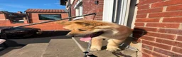 Akita dogs for sale: 6 month puppy  - Advert 2