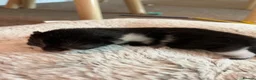 Mixed Breed cats for sale: Beautiful black and white kittens in Malvern - Advert 15